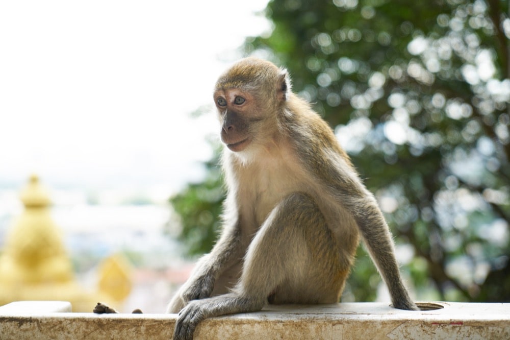Private yacht charter to Monkey Beach (Loh Dalum, Yong Gasem Bay), Phuket Thailand